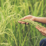 Xuất Khẩu Nông Sản: Làm Thế Nào Để Nâng Tầm Nông Sản Việt?