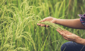 Xuất Khẩu Nông Sản: Làm Thế Nào Để Nâng Tầm Nông Sản Việt?