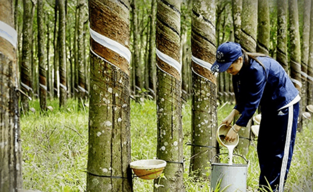 Phát Triển Ngành Cao Su Bền Vững Để Ổn Định Nguồn Cung Và Giá Trị Xuất Khẩu
