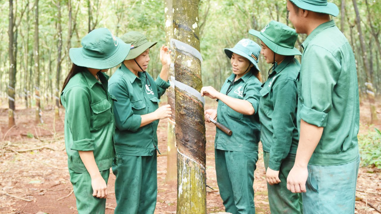 Phát Triển Ngành Cao Su Bền Vững Để Ổn Định Nguồn Cung Và Giá Trị Xuất Khẩu