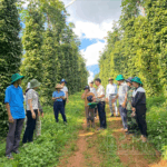 Chuyển Đổi Sang Sản Xuất Hồ Tiêu Sạch, Hữu Cơ Nhằm Nâng Cao Giá Trị Xuất Khẩu
