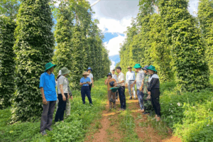 Chuyển Đổi Sang Sản Xuất Hồ Tiêu Sạch, Hữu Cơ Nhằm Nâng Cao Giá Trị Xuất Khẩu