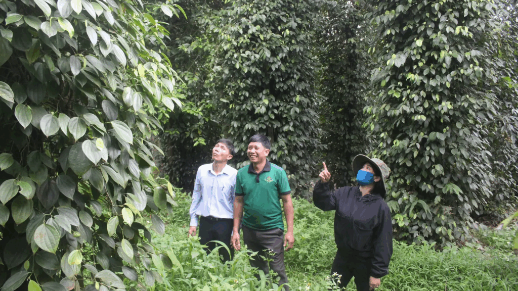 Chuyển Đổi Sang Sản Xuất Hồ Tiêu Sạch, Hữu Cơ Nhằm Nâng Cao Giá Trị Xuất Khẩu