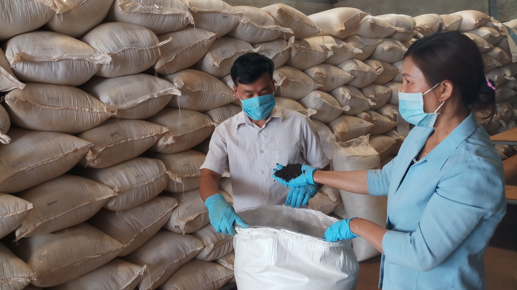 Chuyển Đổi Sang Sản Xuất Hồ Tiêu Sạch, Hữu Cơ Nhằm Nâng Cao Giá Trị Xuất Khẩu