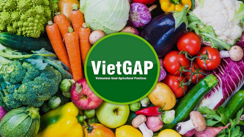 Vietgap – Bước Đệm Chứng Nhận Giúp Nâng Cao Nông Sản Việt Trên Thị Trường Quốc Tế