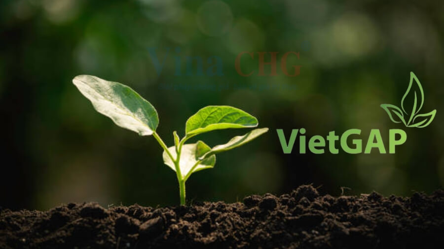 Vietgap – Bước Đệm Chứng Nhận Giúp Nâng Cao Nông Sản Việt Trên Thị Trường Quốc Tế
