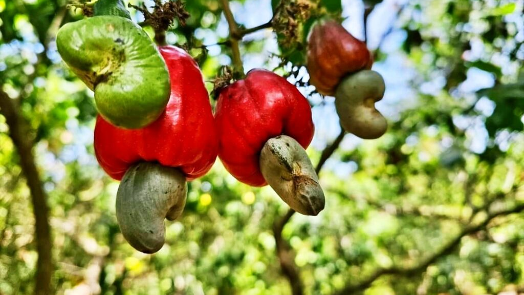 Xuất Khẩu Hạt Điều Hữu Cơ: Cơ Hội Chiếm Lĩnh Phân Khúc Thị Trường Cao Cấp