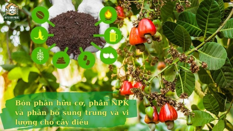 Xuất Khẩu Hạt Điều Hữu Cơ: Cơ Hội Chiếm Lĩnh Phân Khúc Thị Trường Cao Cấp
