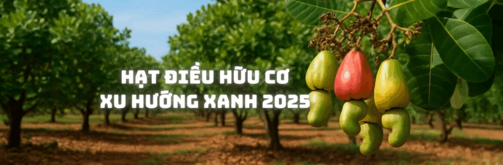 Xuất Khẩu Hạt Điều Hữu Cơ: Cơ Hội Chiếm Lĩnh Phân Khúc Thị Trường Cao Cấp