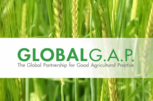 Chứng Nhận Globalgap Là Gì? Vì Sao Quan Trọng Khi Xuất Khẩu Nông Sản?