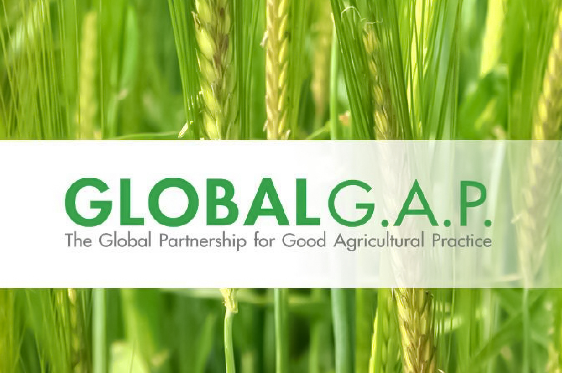 Chứng Nhận Globalgap Là Gì? Vì Sao Quan Trọng Khi Xuất Khẩu Nông Sản?