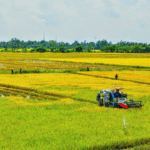 Đáp Ứng Tiêu Chuẩn Globalgap Và Vietgap: Chìa Khóa Mở Rộng Thị Trường Cho Trái Cây Việt Nam