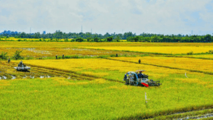 Đáp Ứng Tiêu Chuẩn Globalgap Và Vietgap: Chìa Khóa Mở Rộng Thị Trường Cho Trái Cây Việt Nam