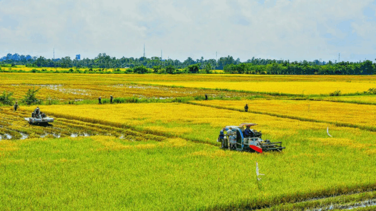 Đáp Ứng Tiêu Chuẩn Globalgap Và Vietgap: Chìa Khóa Mở Rộng Thị Trường Cho Trái Cây Việt Nam
