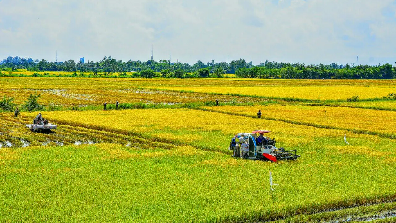Đáp Ứng Tiêu Chuẩn Globalgap Và Vietgap: Chìa Khóa Mở Rộng Thị Trường Cho Trái Cây Việt Nam