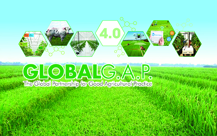 Đáp Ứng Tiêu Chuẩn Globalgap Và Vietgap: Chìa Khóa Mở Rộng Thị Trường Cho Trái Cây Việt Nam
