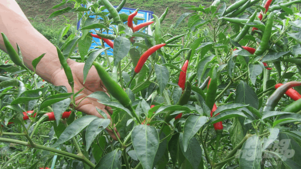 Nghiên Cứu Thị Trường Ớt Tươi Và Ớt Khô Của Việt Nam