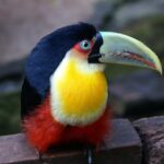Tiềm Năng Xuất Khẩu Sang Mỹ Latinh: Tập Trung Brazil, Mexico, Chile