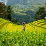 Top 5 Mặt Hàng Xuất Khẩu Chủ Lực Của Việt Nam Sang Châu Phi (Gạo, Nông Sản…)