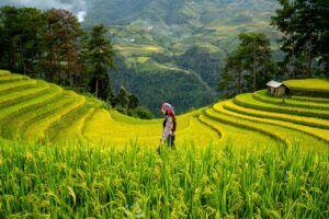 Top 5 Mặt Hàng Xuất Khẩu Chủ Lực Của Việt Nam Sang Châu Phi (Gạo, Nông Sản…)