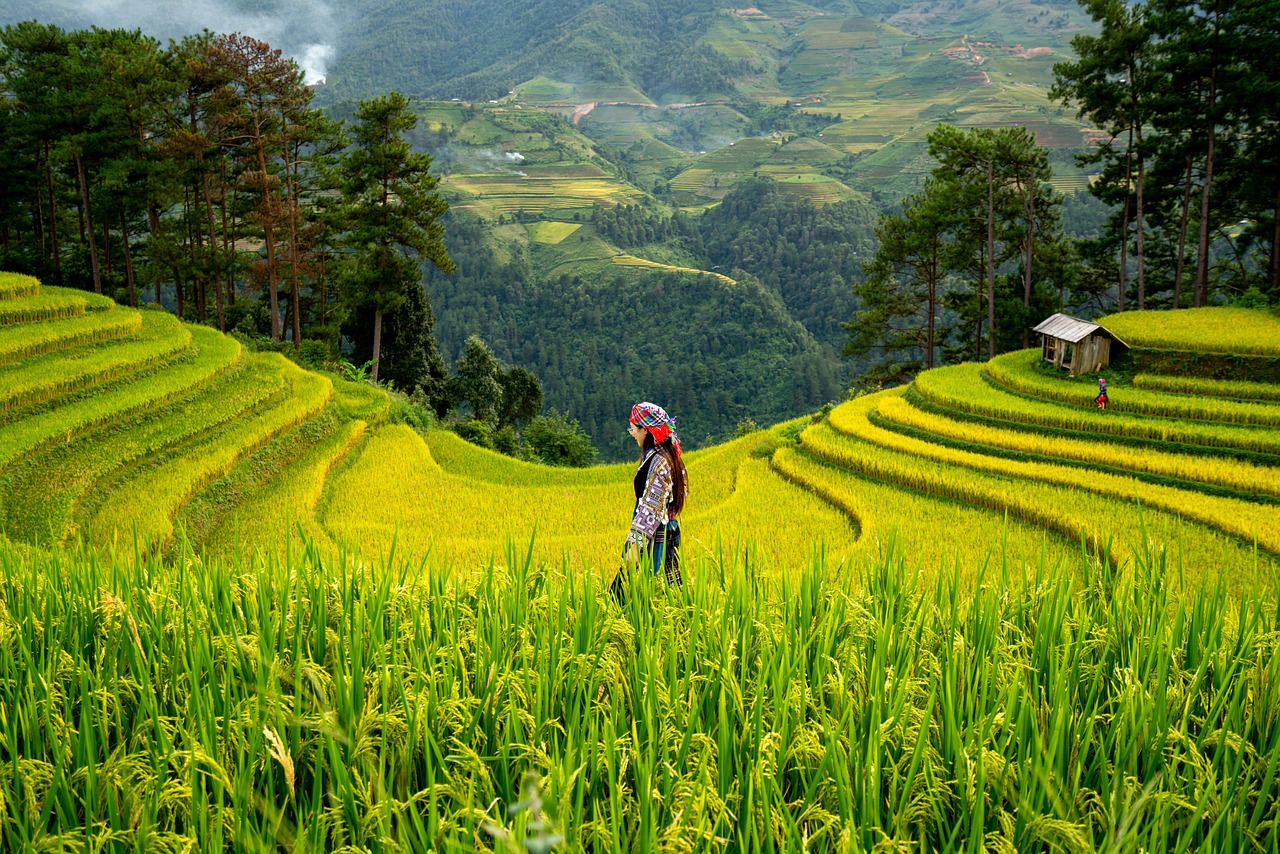 Top 5 Mặt Hàng Xuất Khẩu Chủ Lực Của Việt Nam Sang Châu Phi (Gạo, Nông Sản...)