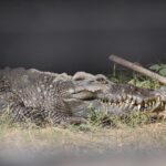 Nghiên Cứu Thị Trường Tại Costa Rica: Cửa Ngõ Đưa Hàng Việt Vào Trung Mỹ