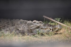 Nghiên Cứu Thị Trường Tại Costa Rica: Cửa Ngõ Đưa Hàng Việt Vào Trung Mỹ